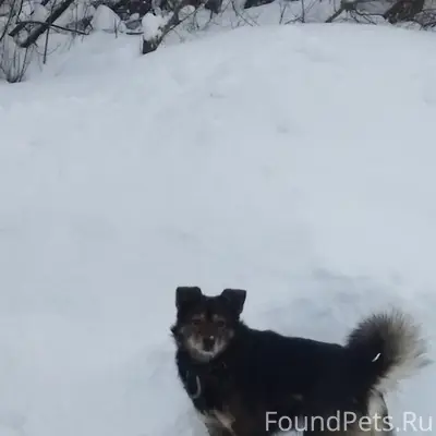 Пропал кобель Мухтар, ошейник и карабин