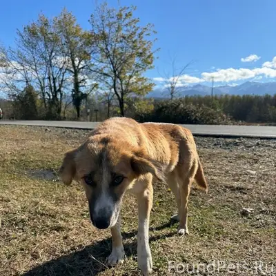 Найдена собака Лиззи