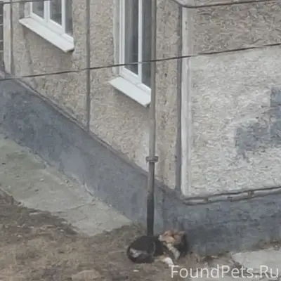 Найден колли или помесь, [место: Ватутина 81]