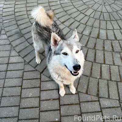 Найден пёс (лайка), озеро Сорито