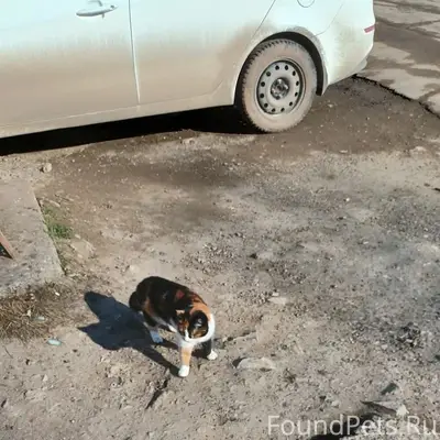 Найдена трехцветная кошка с красным ошейником, ул. Наговицына