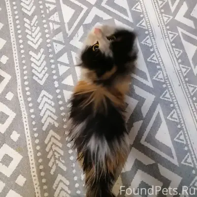 Найдена кошка, домашняя с ошейником