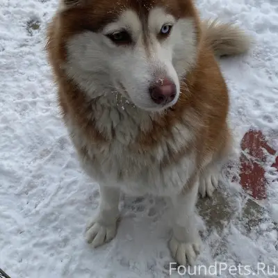 Пропала хаски Лекси, керасинка (меленки)