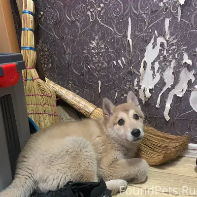 Найден щенок лайки, 30 лет Победы 9а