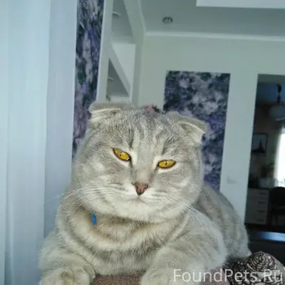 Пропал вислоухий серый кот, Красный Шахтер