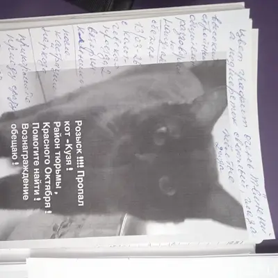 Пропал кот Кузя, район Девичьего Поля