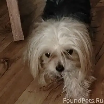 Пропала йоркширский терьер Ева