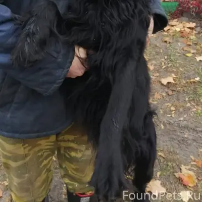 Пропал черный ретривер Скай, Рошаль