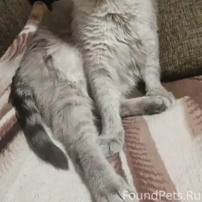 Пропал кот, искривлен хвост, Сахалинская улица