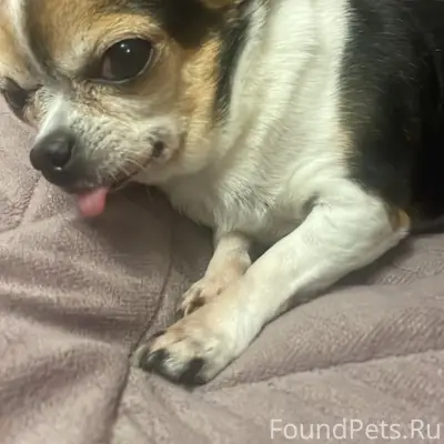 Пропала чихуахуа, 10-й переулок, Александровская