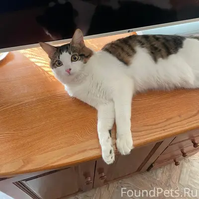 Пропал кот Леопольд, Горбунка