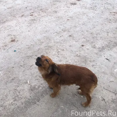 Пропали породистые собаки, район Фиолент