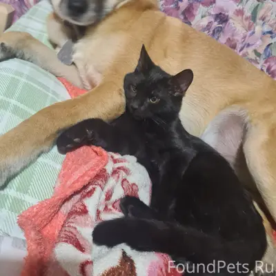 Пропал кот Кеша, г. Серпухов