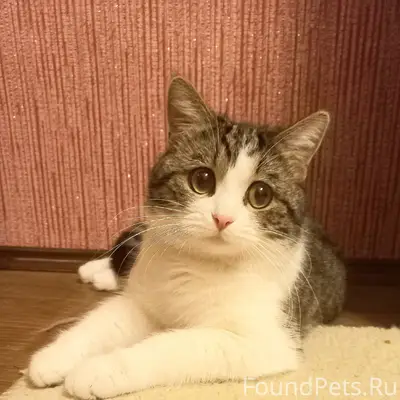 Пропал кот Марсик, Станичная (Макуревка)