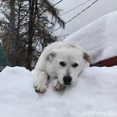 Пропала собака Мишель, Фаустово