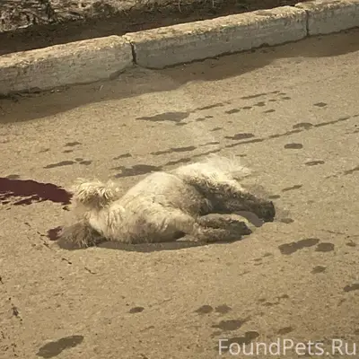 Пропал пёс, район церкви