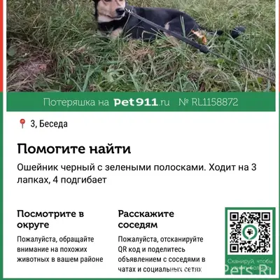 Пропал пёс Кеша, ходит на трёх лапках