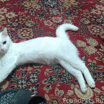 Пропала кошка Белка, микрорайон Светлана, Сочи