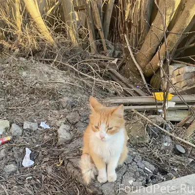 Найдена кошка, рыжий котик, Бежицкий район