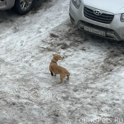 Пропала собака, 10й микрорайон, Прокопьевск
