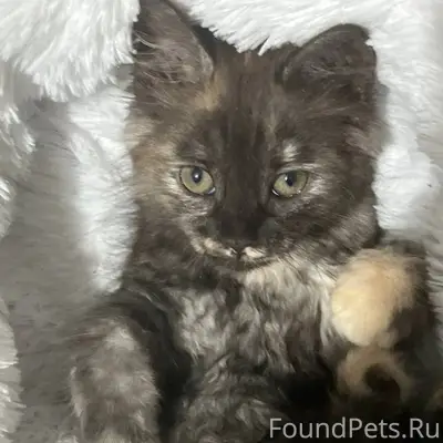 Пропала кошка Дакота, район дк Горького