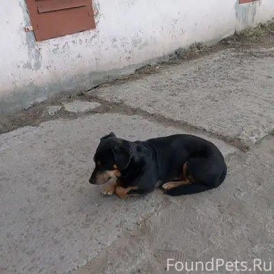 Пропала такса, Архангельск, Голушино 25