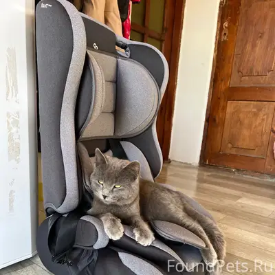 Пропал кот Симба