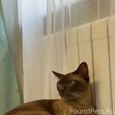 Найден кот, Октябрьский