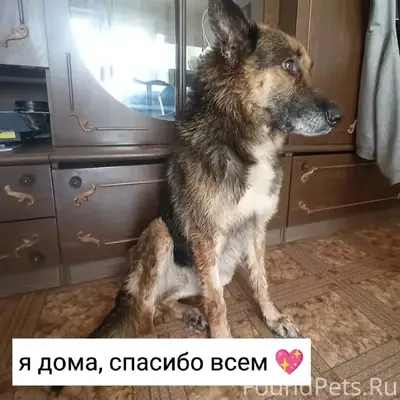 Найден пёс Арон