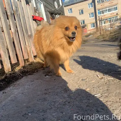 Пропала собака шпиц,