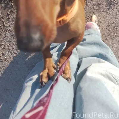 Пропала такса Мила, Красноперекопск