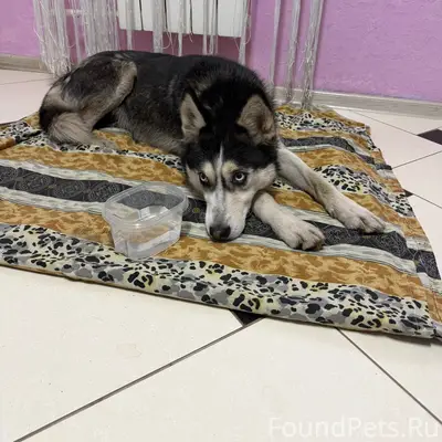 Найдена собака, район батэ