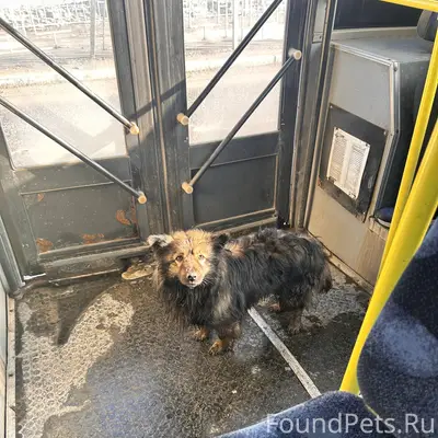 Пропала собака, Центр