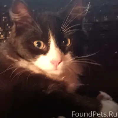 Пропал кот, деревня Дор