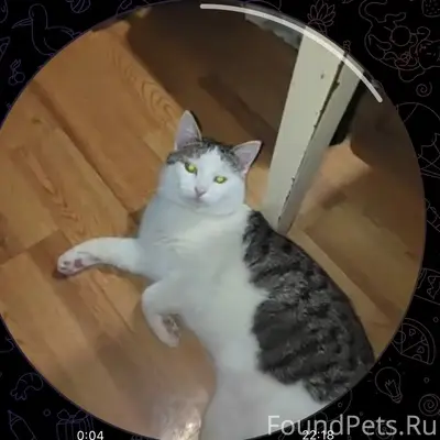 Пропал кот Кузя, район Сандыри