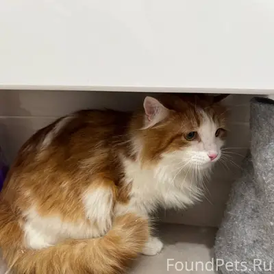 Найден рыжий с белым кот, Екатеринбург, Академический