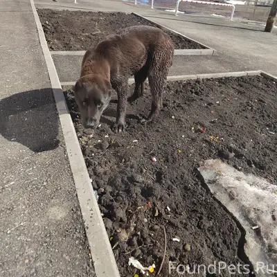 Найден молодой пес, неизвестно где