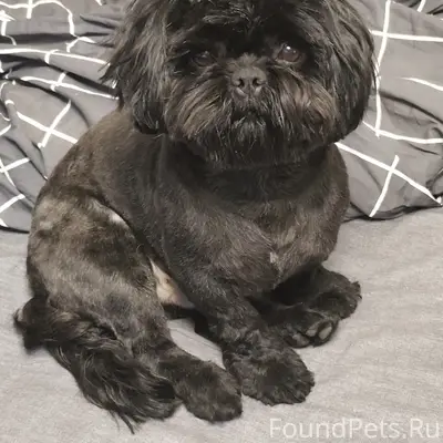 Пропал ши-тцу Мотя, ул. Русская 16