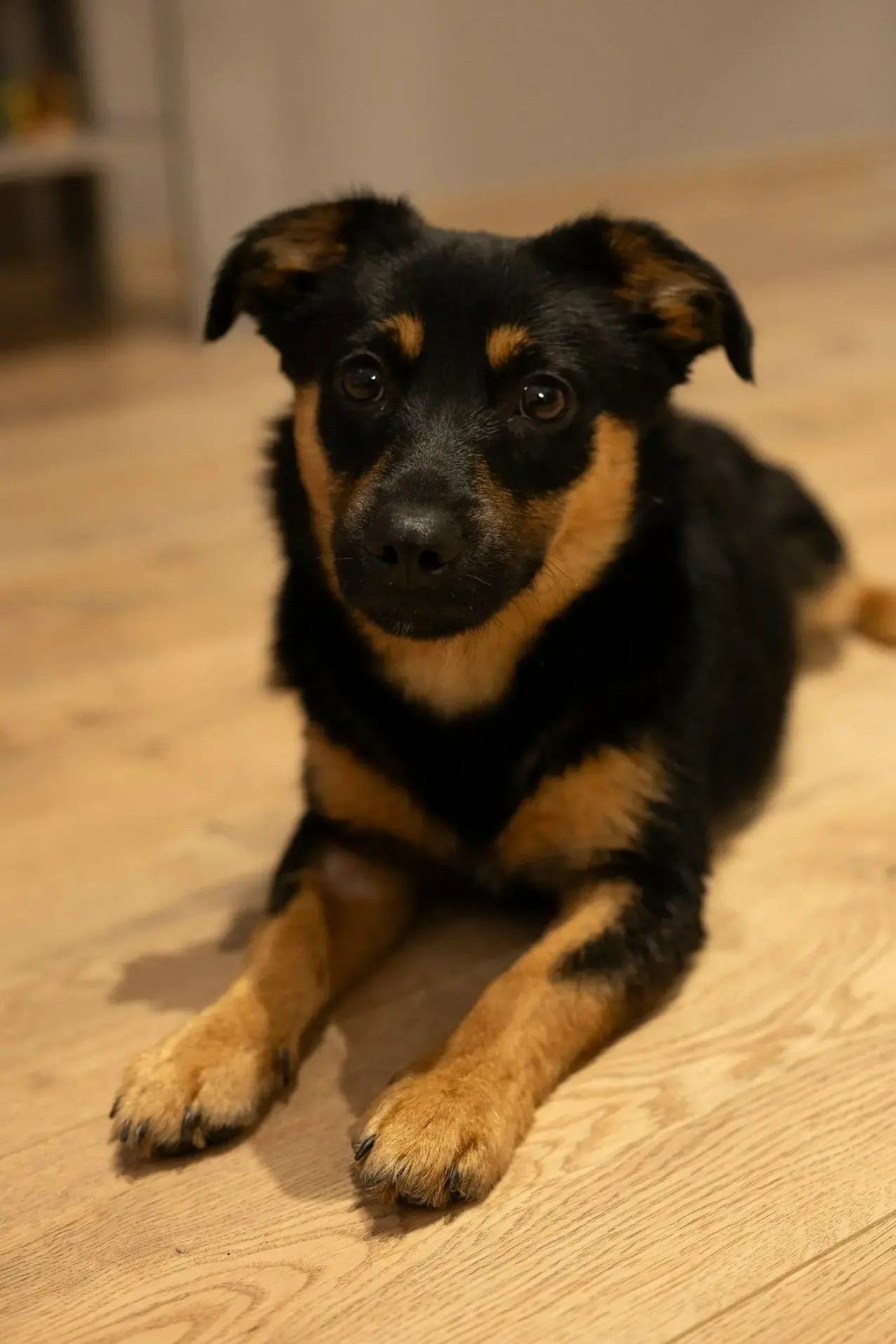 Найден щенок, г. Воронеж