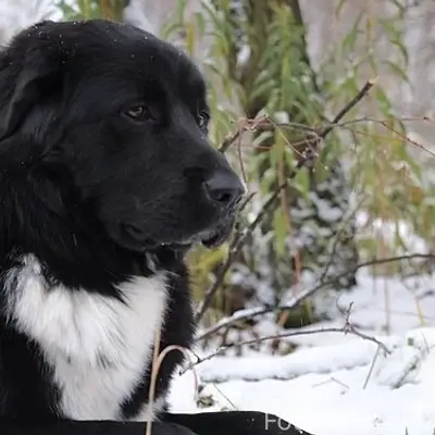 Пропала дворовая собака Альма, Д. Костерево