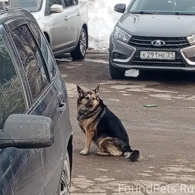 Пропала собака, Новочебоксарск