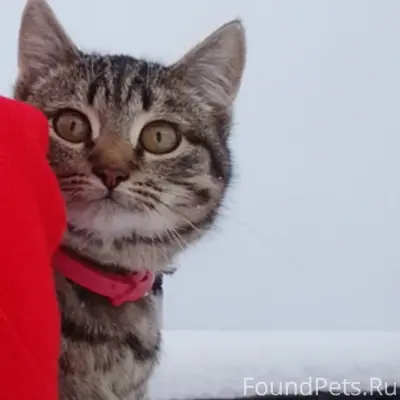 Пропал кот Барсик