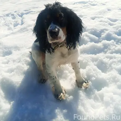 Пропал русский спаниель Риччи, ул. Свердлова