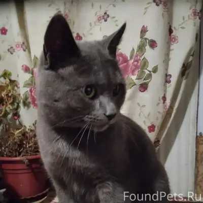 Пропал кот Васька, улица Калинина