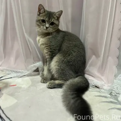 Пропала кошка, Майская д. 29