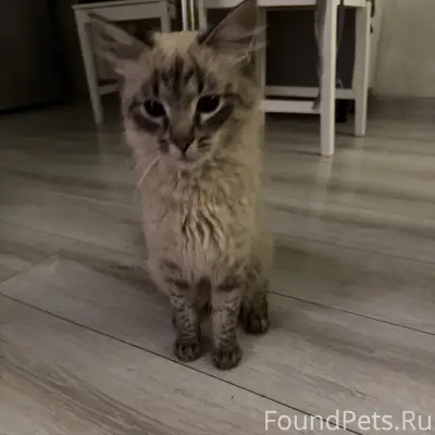 Найден кот , Преображенский район 