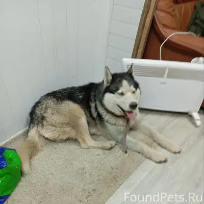 Пропала собака, Советов, 134а