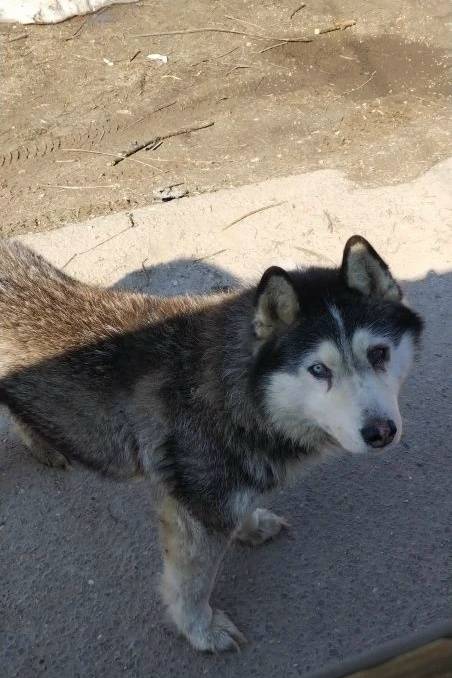 Найден хаски, деревня Лубёнки Можайского района