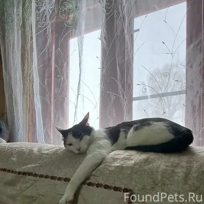 Пропал кот, Городец