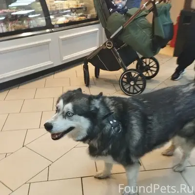 Найден Хаски, ТЦ Алина